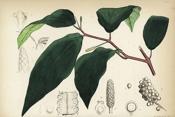 Cubeba, cubebs or tailed pepper, Piper cubeba. Handcoloured lithograph by Hanhart after a botanical illustration by David Blair from Robert Bentley and Henry Trimen's Medicinal Plants, London, 1880