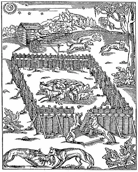Cunning of the wolves to take the sheep in the park: engraving of the book 'La chasse du loup' by Jean de Clamorgan (1480-1562), 1583