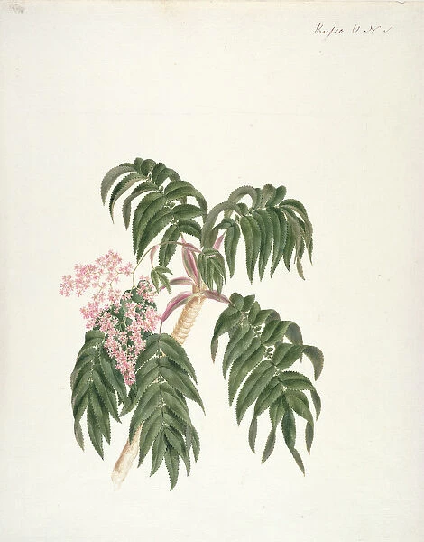 Cusso or Banbesia; Abyssinia (leaves and flowers) (w  /  c and gouache over graphite