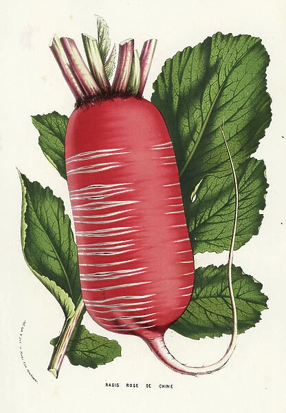 Daikon, winter radish, or Chinese radish, Raphanus sativus. Handcoloured lithograph from Louis van Houtte and Charles Lemaire's Flowers of the Gardens and Hothouses of Europe, Flore des Serres et des Jardins de l'Europe, Ghent, Belgium, 1857