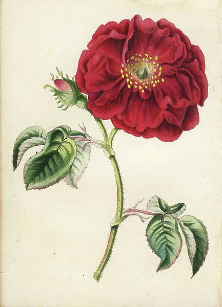 Damask rose, Rosa damascena, from Robert Tyas' 'Queen of Flowers, or Memoirs of the Rose,' London, 1840. Unsigned handcoloured lithograph, but probably by James Andrews