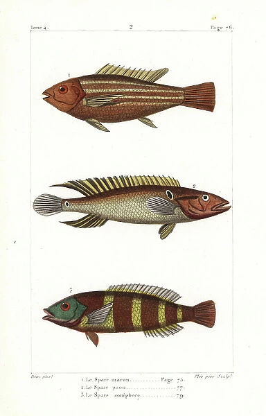 Damsel fish, Sparus chromis, ringtail pike cichlid, Crenicichla saxatilis, and redbreasted wrasse, Cheilinus fasciatus. Handcoloured copperplate engraving by Plee Sr