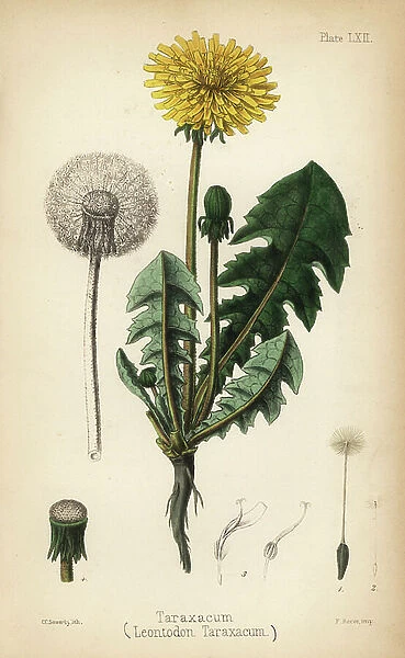Dandelion or taraxacum, Leontodon taraxacum. Handcoloured lithograph by Charlotte Caroline Sowerby from Edward Hamilton's Flora Homeopathica, Bailliere, London, 1852