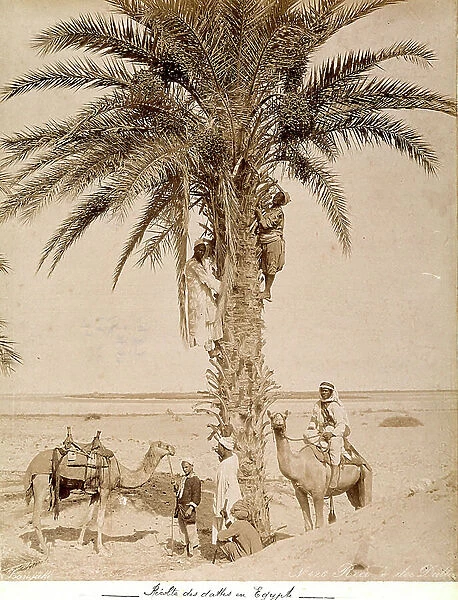 Date picking in Egypt, 1880 (print on double-weight paper)