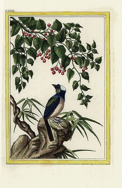 The Dehorne. Tree with red berries. Named for de Horne, physician to the Comtesse d'Artois. Handcoloured etching from Pierre Joseph Buchoz 'Precious and illuminated collection of the most beautiful and curious flowers
