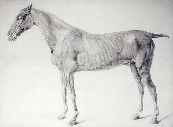 Diagram from The Anatomy of the Horse (engraving)