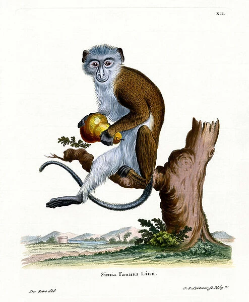 Diana Monkey (coloured engraving)