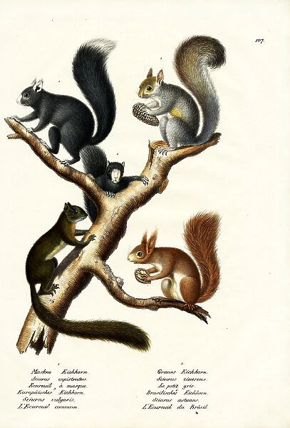 Different Kinds Of Squirrels, 1824 (colour litho)