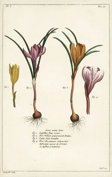 Different species of spring crocus, Crocus vernus, Linn