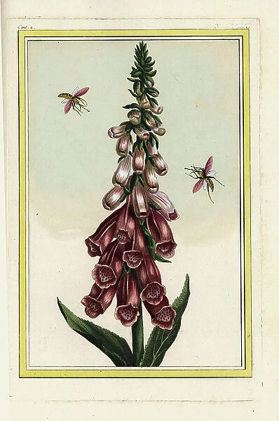 The Digitale has purpurine flowers. Foxglove, Digitalis purpurea. Handcoloured etching from Pierre Joseph Buchoz 'Precious and illuminated collection of the most beautiful and curious flowers