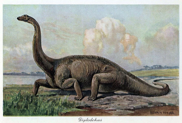 Diplodocus is an endless genus of late Jurassic diplodocide sauropod. Colour illustration by Heinrich Harder (1858-1935), in ' Tiere der Urwelt' (Animals of Prehistory), texts by Wilhelm Bolsche (1861-1939), 1916, Hamburg (Germany)