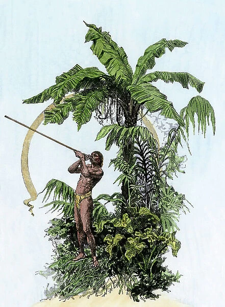 Discovery of the New World (Discovery of America): Amazon Indian (Brazil) using a sarbacan as a hunting weapon. Colour engraving of the 19th century