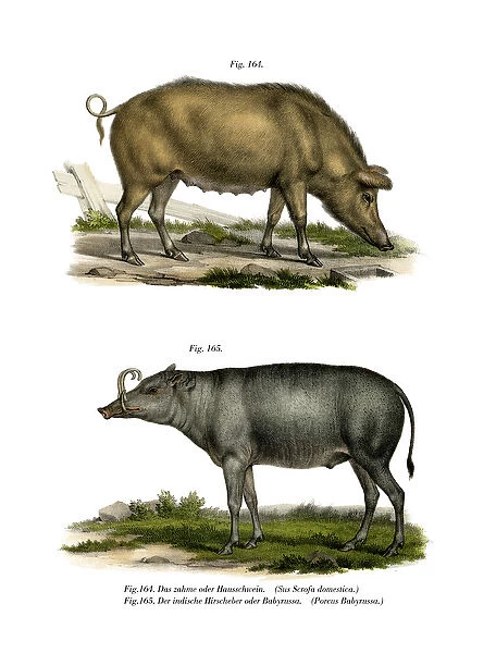 Domestic Pig, 1860 (colour litho)