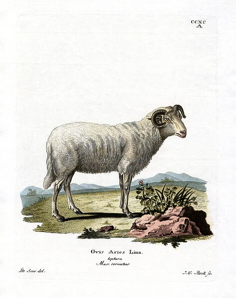 Domestic Sheep (coloured engraving)