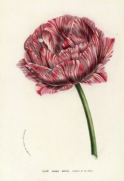 Double Hative Tulip, Tulipa Gesneriana, 19th century (engraving)
