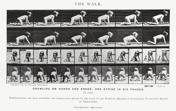 Eadweard Muybridge: The Walk (b  /  w photo)