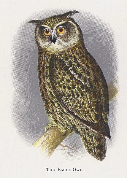 The Eagle-Owl (chromolitho)