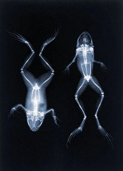 An early X-ray photo of frogs by Joseph Maria Eder. 1896 (photogravure)