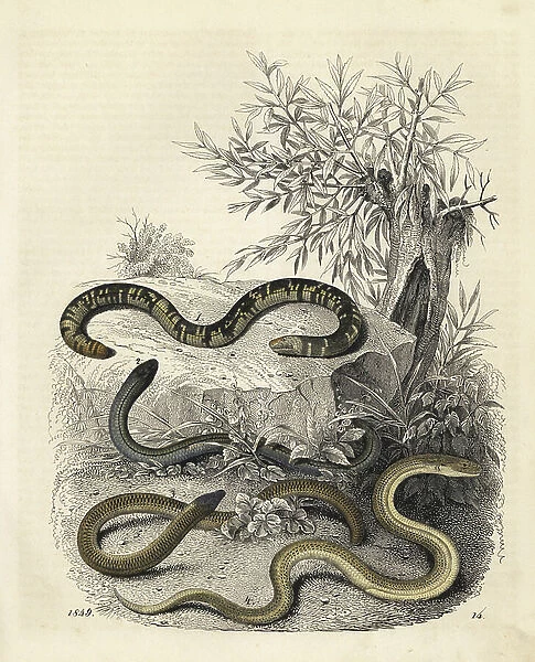 Earthworm blind snake, Typhlops lumbricalis 1, slow worm, Anguis fragilis 2, Cape legless skink, Ancontias meleagris 3 and eastern glass lizard, Ophisaurus ventralis 4. Handcoloured lithograph from Carl Hoffmann's Book of the World, Stuttgart, 1849