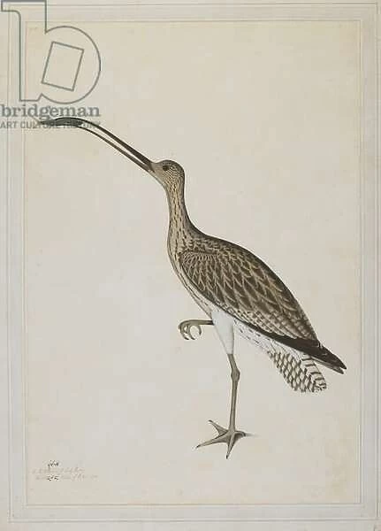 Eastern Curlew Devouring a Mudskipper, 1778 (w  /  c & ink on European Whatman paper)