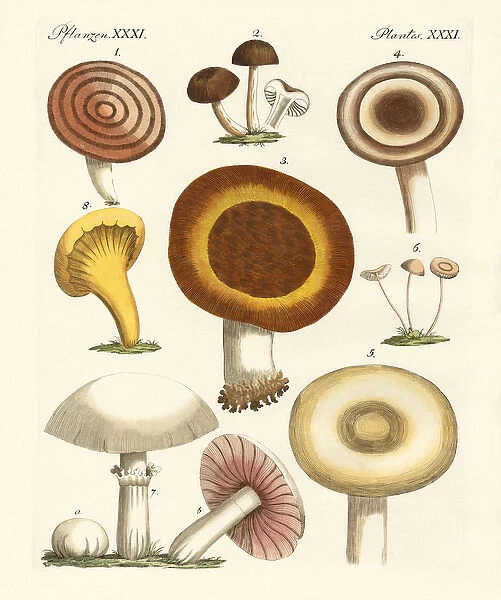 Eatable mushrooms (coloured engraving)