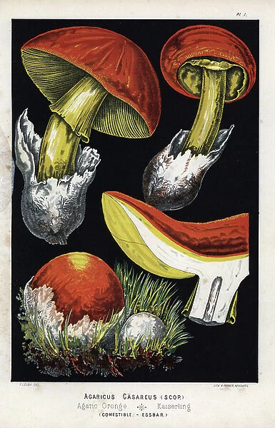 Edible Cesars (Agaricus caesareus) oronge. Chromolithography by H. Furrer, based on an illustration by Fritz Leuba (1848-1910), in Les champignons edibles et les especes veneneuses with which they could be confused