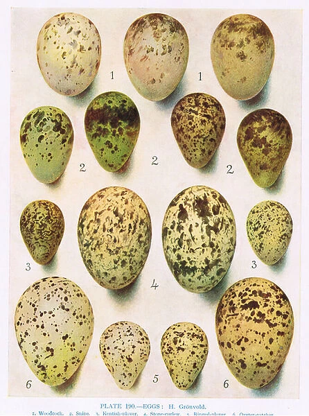 Eggs: Kittiwake: Great Black Backed Gull: etc, illustration from British Birds