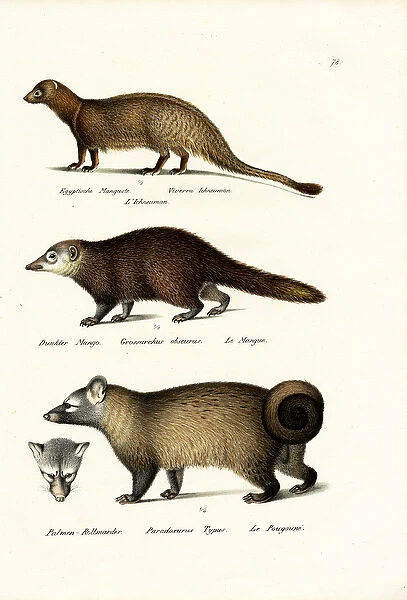 Egyptian Mongoose, 1824 (colour litho)