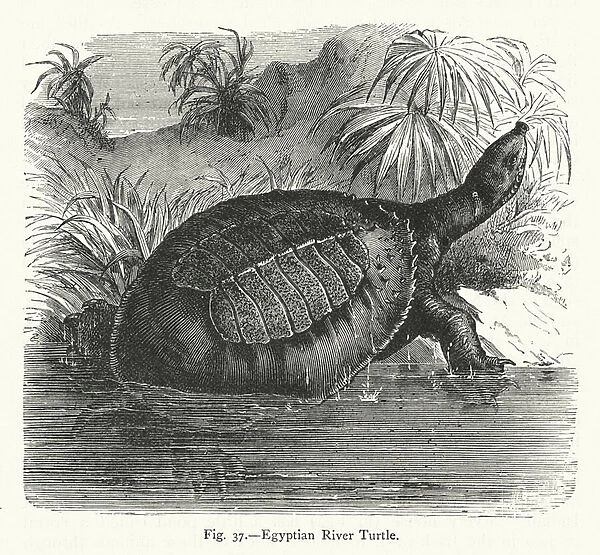 Egyptian River Turtle (engraving)