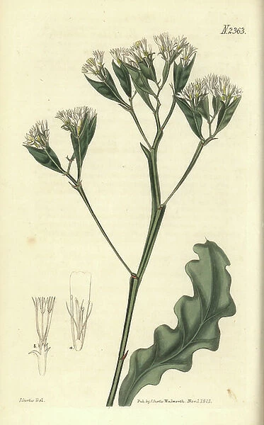 Egyptian thrift, Statice aegyptiaca. Handcoloured copperplate engraving by Weddell after a botanical illustration by John Curtis from William Curtis' Botanical Magazine, Samuel Curtis, London, 1823