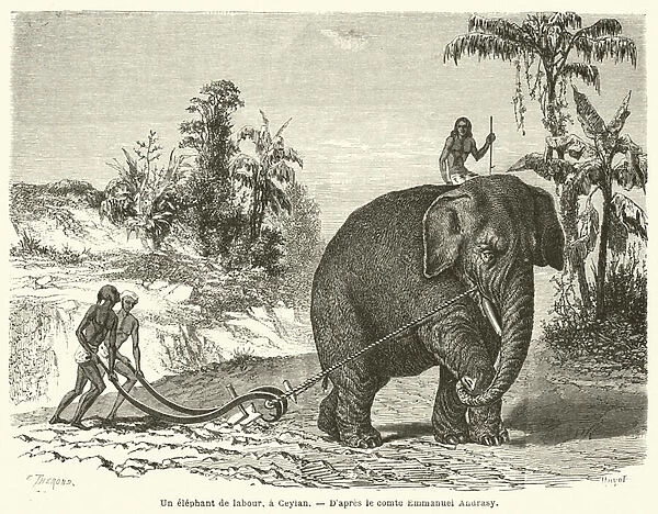 Un elephant de labour, a Ceylan (engraving)