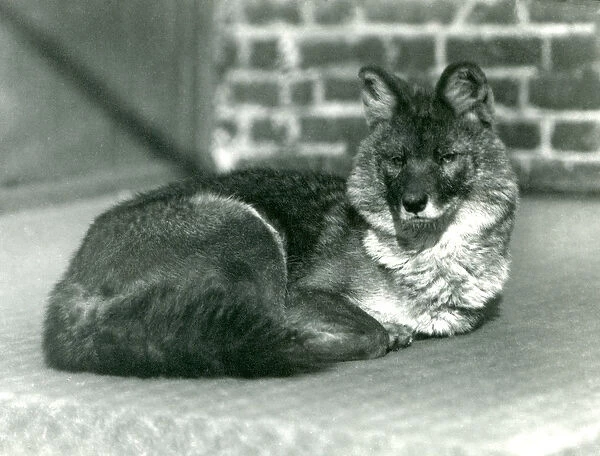 An endangered Dhole or Asiatic Wild Dog resting at London Zoo, 1923 (b  /  w photo)