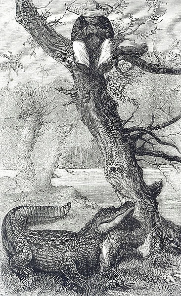 Engraving depicting a man taking refuge in a tree from an alligator, 19th century