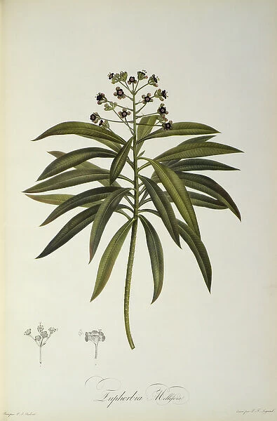 Euphorbia Mellifera, from Le Jardin de la Malmaison, 1802