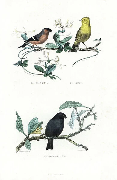 Eurasian bullfinch, Pyrrhula pyrrhula, yellowhammer, Emberiza citrinella, and black bullfinch variety, Pyrrhula pyrrrhula. Handcoloured engraving on steel by Fournier after a drawing by Edouard Travies from Richard's 'New Edition of the Complete