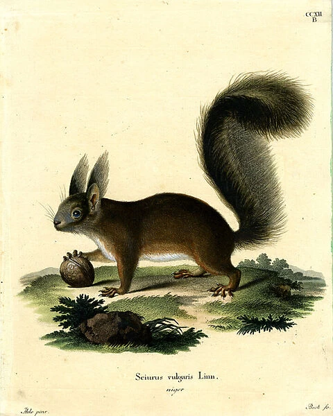 Eurasian Red Squirrel (coloured engraving)