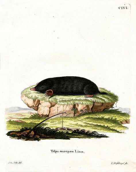 European Mole (coloured engraving)