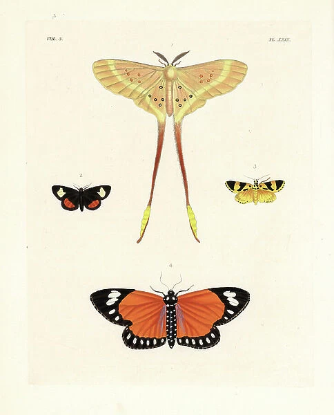 Eustera brachyura silk moth 1, grapevine epimenis, Psychomorpha epimenis 2, Lithosia? ino 3, and Aletis helcita 4. Handcoloured lithograph from John O. Westwood's new edition of Dru Drury's ' Illustrations of Exotic Entomology, ' Bohn, London, 1837