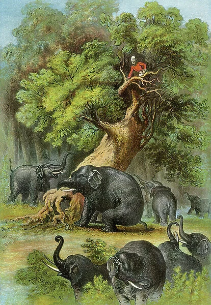Exploration of Africa: British explorer and journalist Henry Morton Stanley (1841-1904) attacked by elephants in Congo, years 1870. 19th century colour engraving from an illustration of Stanley's book ' In Darkest Africa'
