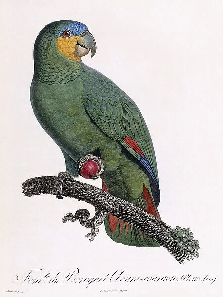 Female of the Douro-Couraou Parrot (Plate 110), 1801-1805