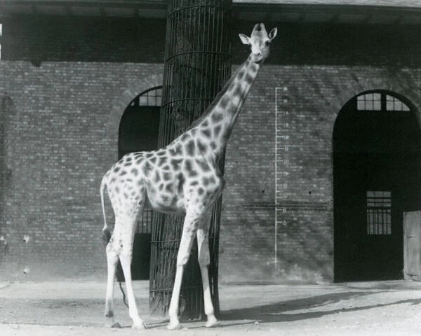 Female Giraffe, Maud, standing in front of a tree