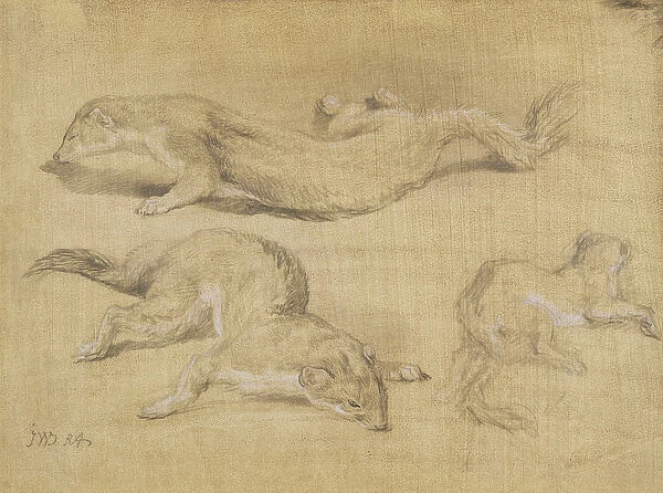Ferrets (black chalk heightened with white on paper)