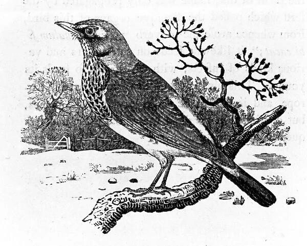 The Fieldfare, illustration from A History of British Birds by Thomas Bewick