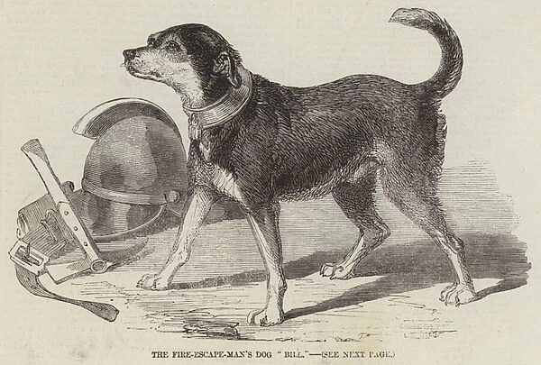 The Fire-Escape-Mens Dog 'Bill'(engraving)