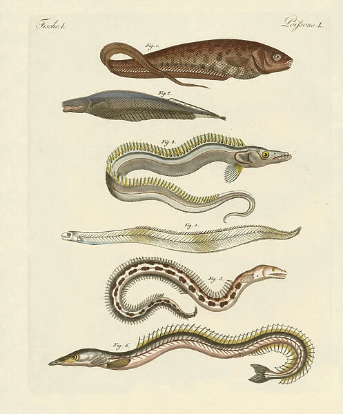 Fish (coloured engraving)