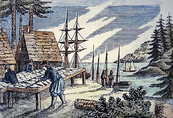 Fishermen drying cod in New England, from a 17th century woodcut (colour litho)