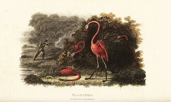 Flamingoes watching in astonishment as their companions are slaughtered by a hunter
