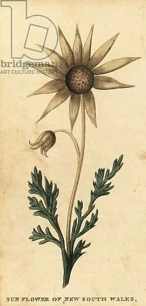Flannel flower, Actinotus helianthi. 1800 (engraving)