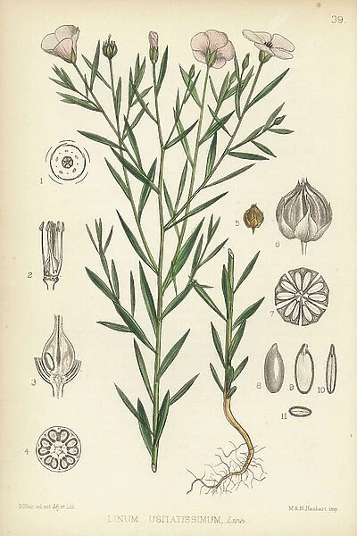 Flax, Linum usitatissimum. Handcoloured lithograph by Hanhart after a botanical illustration by David Blair from Robert Bentley and Henry Trimen's Medicinal Plants, London, 1880