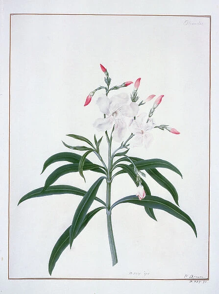 Flower Studies, 18the century (watercolour)